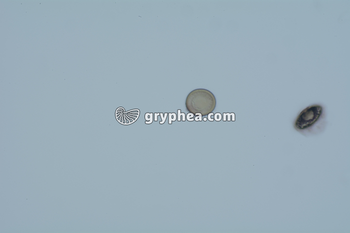 Taenia saginata, oeufs dans déjections x100 - gryphea.org